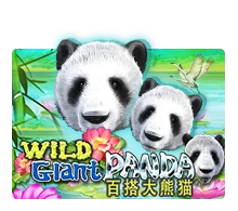 Wild Giant Panda - JETPLANE168
